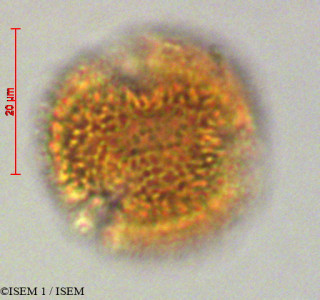 ISEM 1/Tetrorchidium_andinum_29229/Tetrorchidium_andinum_29229_0001(copy)_thumb.jpg